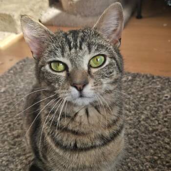 Holly -  Domestic Short Hair Cat Available for Adoption in Winchester, Virginia - Holly | PetCurious