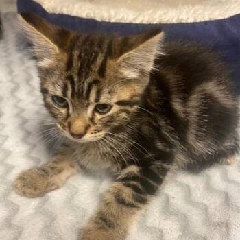 Mars -  Domestic Short Hair Cat for Adoption in Chehalis, Washington - Mars | PetCurious