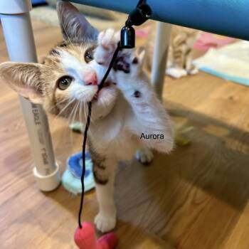 Aurora -  Domestic Short Hair Cat for Adoption in Topsham, Maine - Aurora | PetCurious