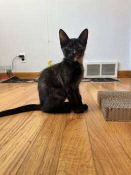 Rescue Domestic Short Hair Cats for Adoption - Peaches 0625 | PetCurious