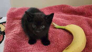 Domestic Short Hair Cats Available for Adoption in Camden, South Carolina - R2-D2 (Available For Pre-adoption) | PetCurious