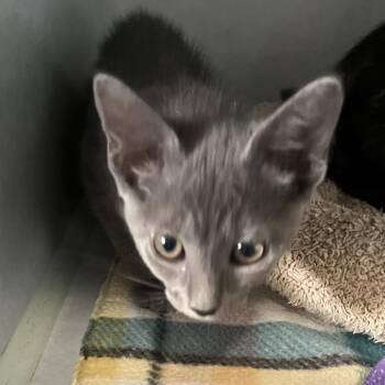 Jessie -  Domestic Short Hair and Russian Blue Cat for Adoption in Sarasota, Florida - Jessie | PetCurious