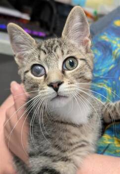 POPEYE -  Domestic Short Hair Cat for Adoption in Canfield, Ohio - POPEYE | PetCurious