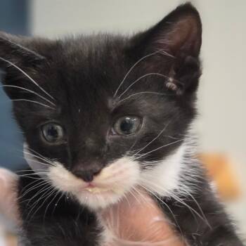 Neptune -  Domestic Short Hair Cat for Adoption in Newark, New Jersey - Neptune | PetCurious