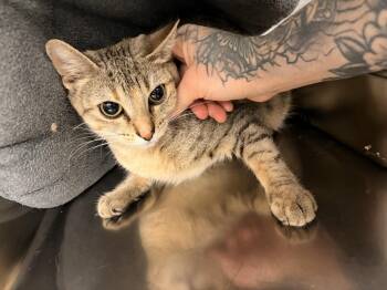 Domestic Short Hair Cats Available for Adoption in Saint Charles, Missouri - Camellia | PetCurious
