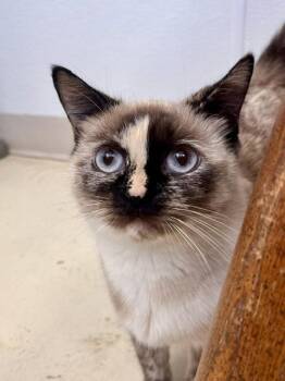 Lemon -  Domestic Short Hair Cat Available for Adoption in Webster, Wisconsin - Lemon | PetCurious