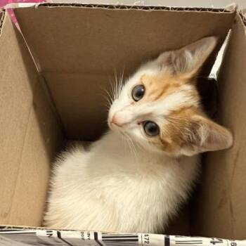 Rusty Nuttall -  Domestic Short Hair Cat for Adoption in Eagle Mountain, Utah - Rusty Nuttall | PetCurious