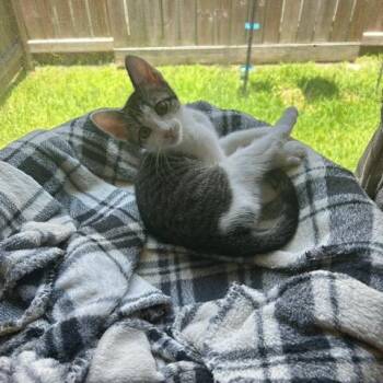 Opal -  Domestic Short Hair Cat for Adoption in League City, Texas - Opal | PetCurious