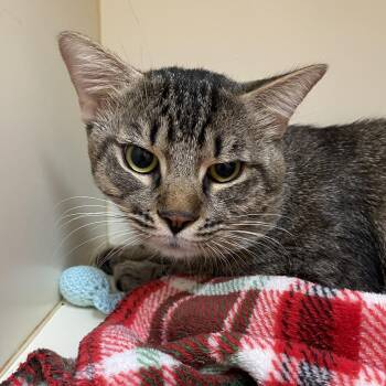 Domestic Short Hair Cats Available for Adoption - Rebel | PetCurious