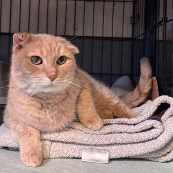 Domestic Short Hair Cats Available for Adoption in Newburgh, New York - Matteo | PetCurious