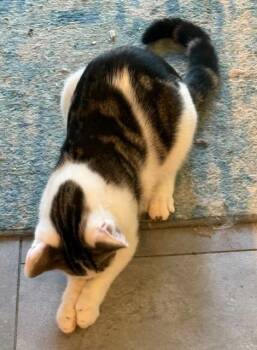 Domestic Short Hair Cats Available for Adoption in Pitman, New Jersey - Sterling | PetCurious