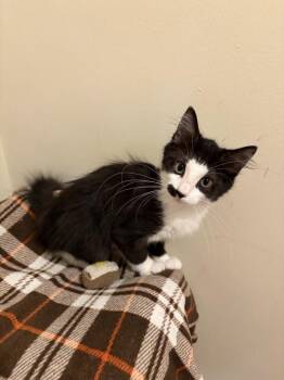 Maggie Mae JN -  Domestic Long Hair Cat for Adoption in Greenville, South Carolina - Maggie Mae JN | PetCurious