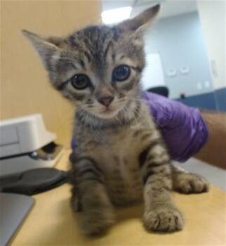 Domestic Short Hair Cats Available for Adoption - EMILY | PetCurious