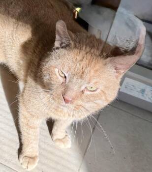 Domestic Short Hair Cats Available for Adoption - Jed | PetCurious