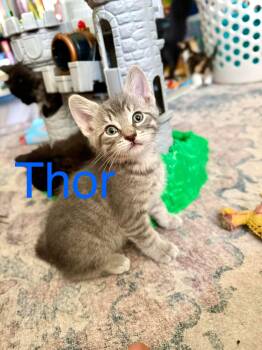 Thor -  Domestic Short Hair Cat for Adoption - Thor | PetCurious