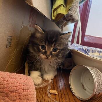Dewberry -  Domestic Medium Hair Cat for Adoption in Baltimore, Maryland - Dewberry | PetCurious