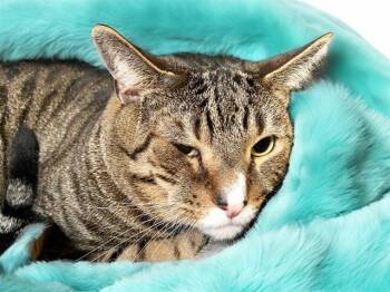 CORY -  Domestic Short Hair Cat for Adoption in Fort Lauderdale, Florida - CORY | PetCurious