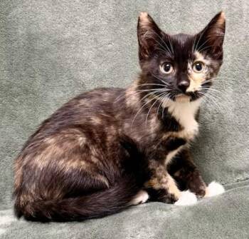 Domestic Short Hair Cats Available for Adoption in Gary, Indiana - Cady | PetCurious