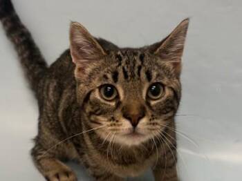 Smokes -  Domestic Short Hair Cat for Adoption in Woodbury, Minnesota - Smokes | PetCurious