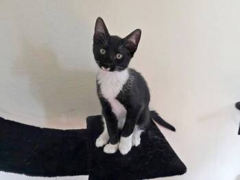 Soot -  Domestic Short Hair Cat for Adoption in Mission Viejo, California - Soot | PetCurious