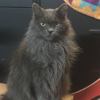 Gismo -  Domestic Long Hair Cat for Adoption in Greenfield, Indiana - Gismo | PetCurious