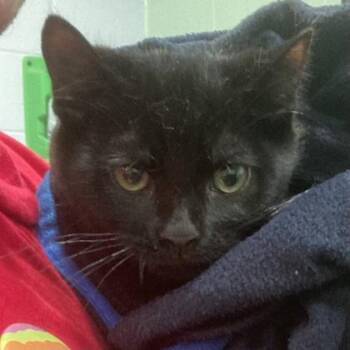 Larry -  Domestic Short Hair Cat for Adoption in Cincinnati, Ohio - Larry | PetCurious