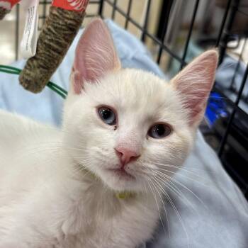 Domestic Short Hair Cats Available for Adoption in Sonora, California - Pixie | PetCurious