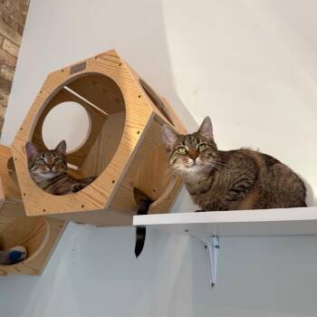 PJ -  Domestic Short Hair Cat for Adoption in Evanston, Illinois - PJ | PetCurious