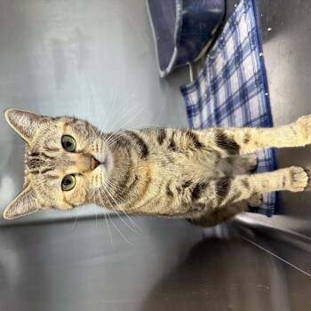 Tootsie -  Domestic Short Hair Cat for Adoption in Casa Grande, Arizona - Tootsie | PetCurious