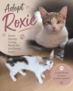 Roxie -  Domestic Short Hair Cat for Adoption in San Tan Valley, Arizona - Roxie | PetCurious