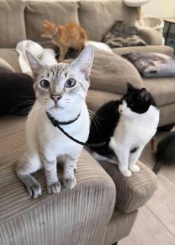 Wonton -  Siamese Cat for Adoption in Fresno, California - Wonton | PetCurious