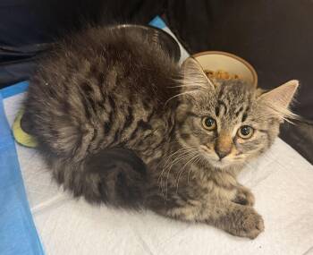 Buck -  Domestic Long Hair Cat for Adoption in Hudson, New York - Buck | PetCurious