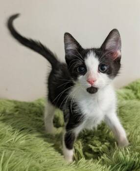 Alder 7.29.26 (med waiver) -  Domestic Short Hair Cat for Adoption in Apopka, Florida - Alder 7.29.26 (med Waiver) | PetCurious
