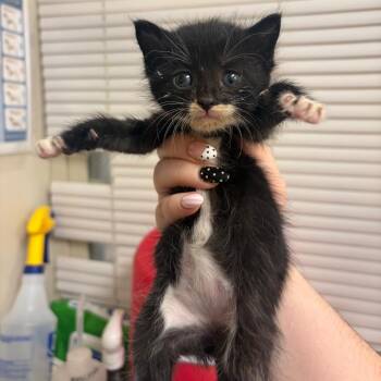 Avocado Toast -  Domestic Short Hair Cat for Adoption in Pekin, Illinois - Avocado Toast | PetCurious