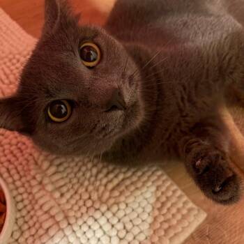 Clover -  Domestic Short Hair Cat for Adoption in Abbotsford, British Columbia - Clover | PetCurious