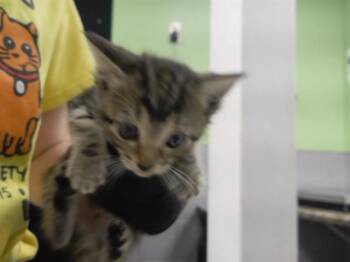 MEXICAN PIZZA -  Domestic Short Hair Cat for Adoption in Omaha, Nebraska - MEXICAN PIZZA | PetCurious