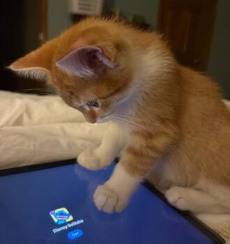 Domestic Short Hair Cats Available for Adoption in Minneapolis, Minnesota - Lindsay | PetCurious