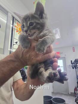 Noah -  Domestic Short Hair Cat for Adoption in Glenfield, New York - Noah | PetCurious