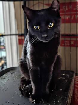Aelin -  Domestic Short Hair Cat for Adoption in Seven Valleys, Pennsylvania - Aelin | PetCurious