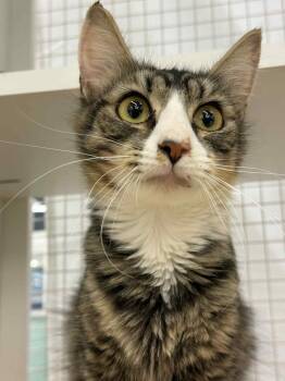 Rescue Domestic Long Hair Cats for Adoption in Gorham, Maine - Thrive | PetCurious