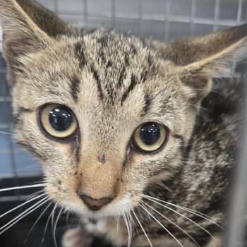 Nacho -  Domestic Short Hair Cat for Adoption in Newark, New Jersey - Nacho | PetCurious