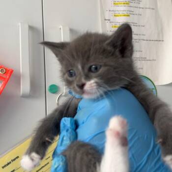 Maisie Kitten 1 -  Domestic Medium Hair Cat for Adoption in Chapel Hill, North Carolina - Maisie Kitten 1 | PetCurious