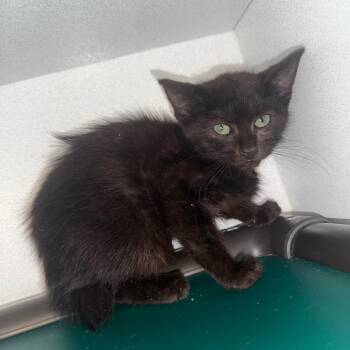 Bumblebee 050604A -  Domestic Short Hair Cat for Adoption in Amory, Mississippi - Bumblebee 050604A | PetCurious