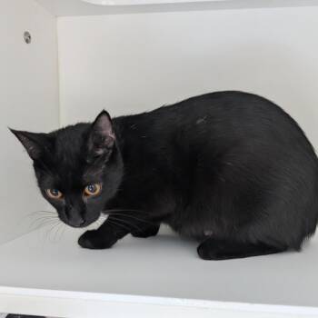 June -  Domestic Short Hair Cat for Adoption in Greensboro, North Carolina - June | PetCurious