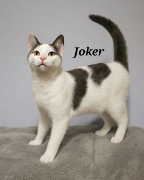 Rescue Domestic Short Hair Cats for Adoption in Quincy, Ohio - Joker | PetCurious