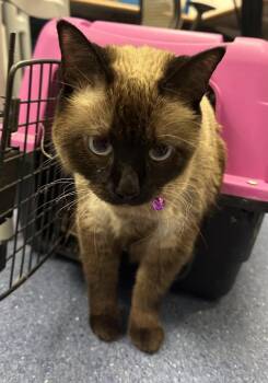 Mochi -  Siamese Cat for Adoption in Golden, Colorado - Mochi | PetCurious