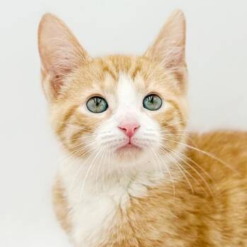 Tabby Cats Available for Adoption in Bedford Hills, New York - Cheese Mac Is Our Delicious Baby Boy Snuggler | PetCurious
