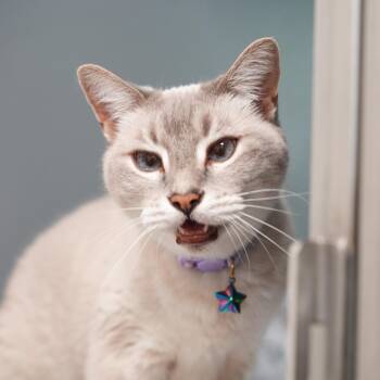Willow -  Siamese Cat for Adoption in Dalton, Georgia - Willow | PetCurious