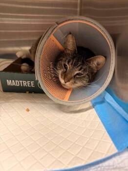 Mosae -  Domestic Short Hair Cat for Adoption in Cincinnati, Ohio - Mosae | PetCurious