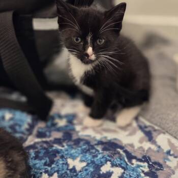 Tuxedo Cats Available for Adoption in Bayonne, New Jersey - Phantom | PetCurious